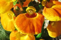 04-15 - Pantoffelblume 